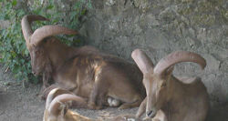 Barbary sheep 750pix.jpg
