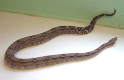 Boa constrictor 4.jpg