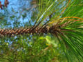 Longleaf Pine twig and needles