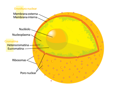 Diagram human cell nucleus es svg.png
