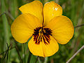 Golden Violet (Viola pedunculata)