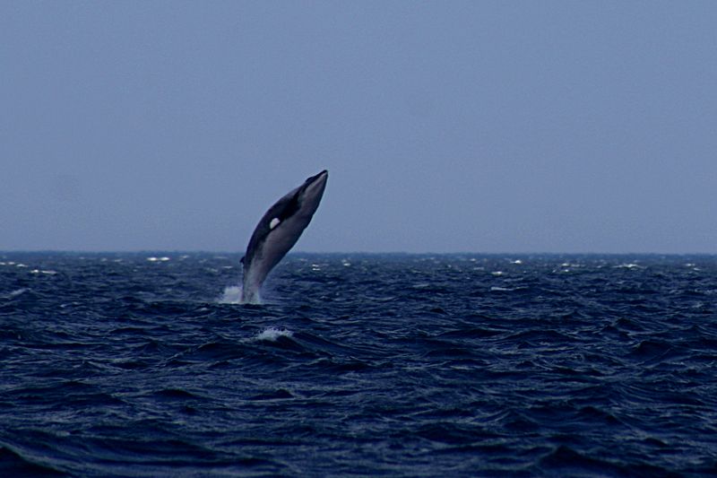 File:Minke whale.jpg