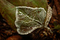 Thumbnail for version as of 01:50, 27 February 2009