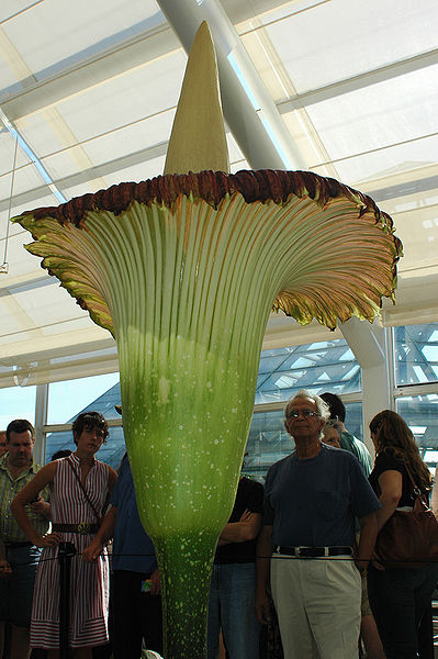 File:Titan arum ecology.jpg