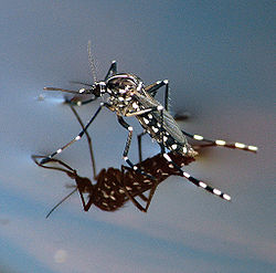 Aedes Albopictus.jpg