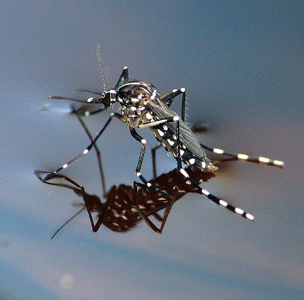File:Aedes Albopictus.jpg