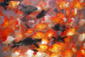 Goldfish