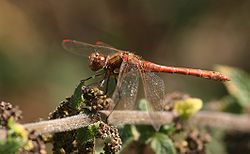Common darter des.jpg