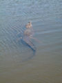 Crocodile (Crocodylidae) Crocodile in the river.