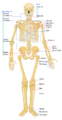Thumbnail for version as of 03:30, 14 October 2008