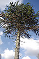 Monkey Puzzle (Araucaria araucana)