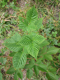 Poison Ivy.jpg