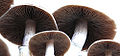 Cubensis (Psilocybe Cubensis)