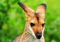Unidentified wallaby Brisbane, Queensland. Australia