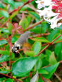 Thumbnail for version as of 04:45, 26 November 2007