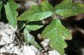 Atlantic Poison Oak (Toxicodendron pubescens)