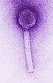 Thumbnail for version as of 05:12, 18 May 2009
