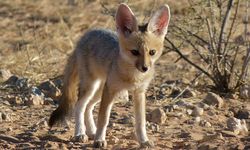Cape Fox pup.jpg