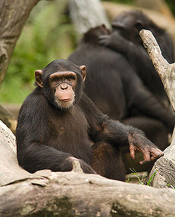 Chimpanzee.jpg