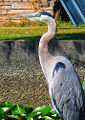 Thumbnail for version as of 06:08, 29 November 2008