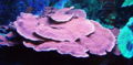 Montipora
