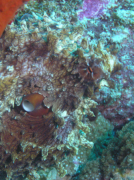 File:Octocamo.jpg