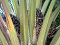 Oil palm Genus: Elaeis