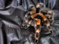 Mexican Red Knee tarantula (Brachypelma smithi)