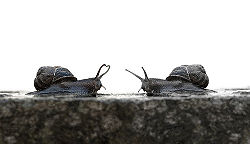 Snail love.jpg