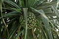 Tahitian Screwpine (Pandanus tectorius) Order: Pandanales