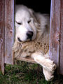 Sleeping dog.