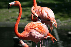 Americanflamingo.jpg