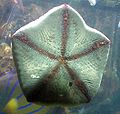 Pillow Cushion star (Culcita novaeguineae)