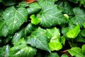 Persian Ivy (H. colchica)