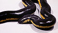 Caecilian (Icthyophis kohtaoensis) Order: Gymnophiona