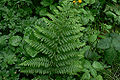 Thumbnail for version as of 04:14, 26 May 2009