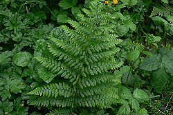 Lady fern 1.jpg