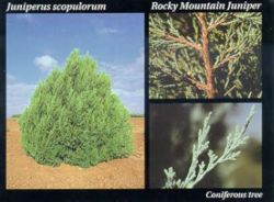 Rocky Mountain Juniper.JPG