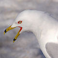 Thumbnail for version as of 22:01, 17 March 2008