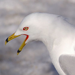Seagull 7.jpg