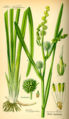 Sparganium (Sparganium erectum) Family: Sparganiaceae