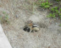 Common-name (Chipmunk)