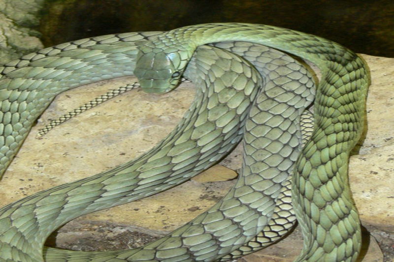 File:800px-Dendroaspis viridis.jpg