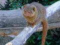 Dwarf Mongoose (Helogale parvula)