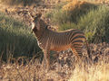 Mountain Zebra (Equus zebra)