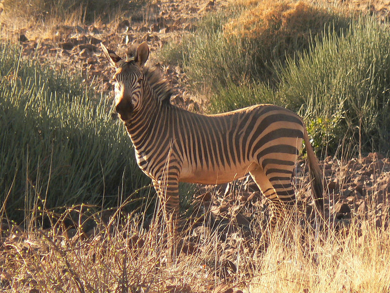 File:Mountain Hartman Zebra.jpg