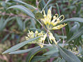 Olive Flower (Olea Europaea)