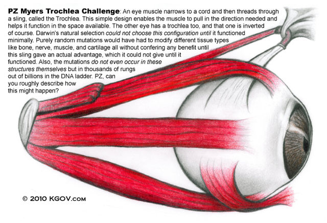 Pz-myers-trochlea-challenge-rsr.jpg