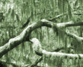Thumbnail for version as of 17:03, 5 June 2007