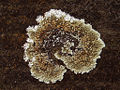 Spiral-structured, crustose lichen
